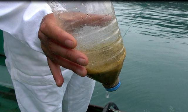 Karadeniz'de kirlilik nedeniyle bakteriyel tek hücreli organizmalar arttı