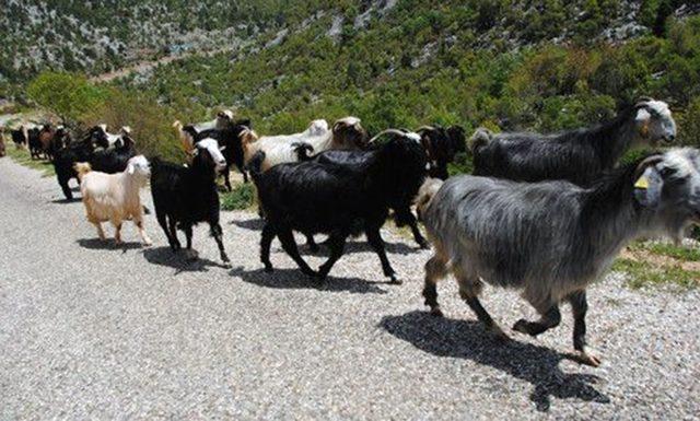 Muğla Büyükşehir’den Kırsal Kalkınma için ‘Kıl Keçisi’ projesi