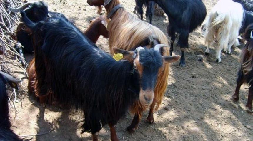 Muğla Büyükşehir’den Kırsal Kalkınma için ‘Kıl Keçisi’ projesi