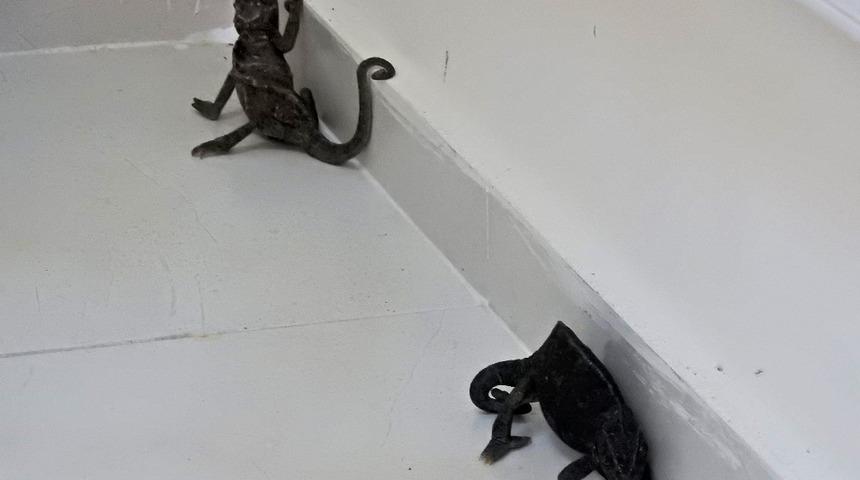 &Ccedil;eşme&rsquo;de bulunan iki bukalemun doğaya bırakılacak