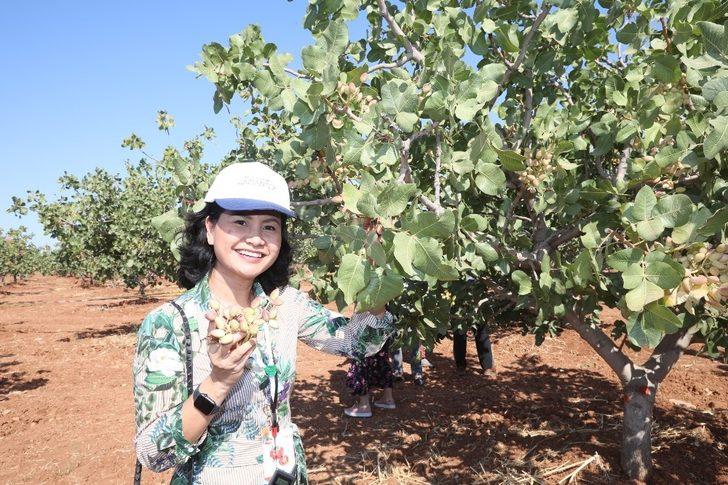 Başkan Fatma Şahin, gurme ve gastronomi yazarları ile birlikte fıstık topladı G2