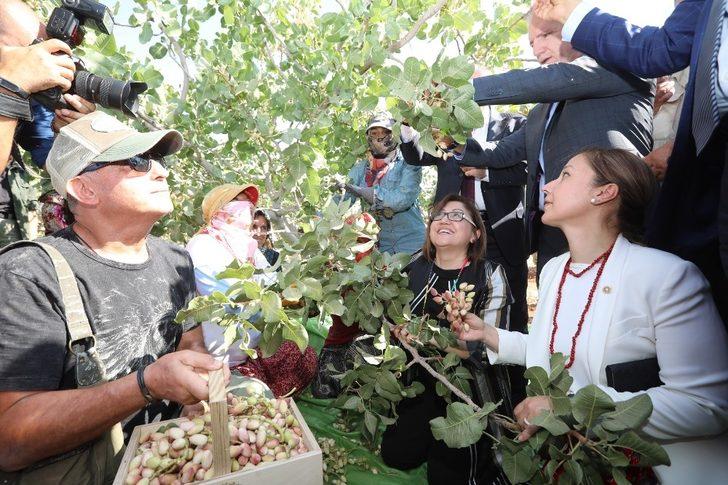 Başkan Fatma Şahin, gurme ve gastronomi yazarları ile birlikte fıstık topladı G3