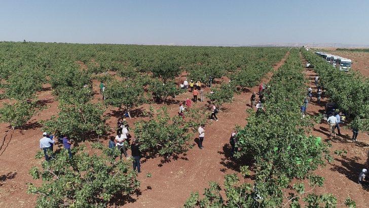 Başkan Fatma Şahin, gurme ve gastronomi yazarları ile birlikte fıstık topladı G4