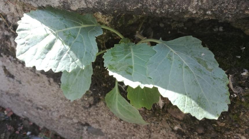 Beton zeminde kendiliğinden yetişen lahana şaşırtıyor
