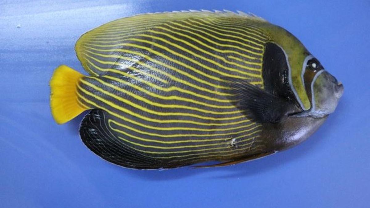 T&uuml;rkiye sularında ilk kez g&ouml;r&uuml;len balığa 'Fenerbah&ccedil;e' adı verildi!