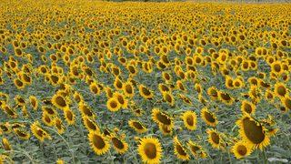 Trakya Birlik açıkladı! İşte ayçiçeği avans fiyatları