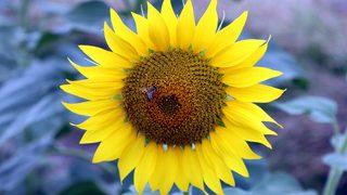 Trakya Birlik: Yerli üretim bitene kadar ayçiçeği ithalatı yapılmamalı