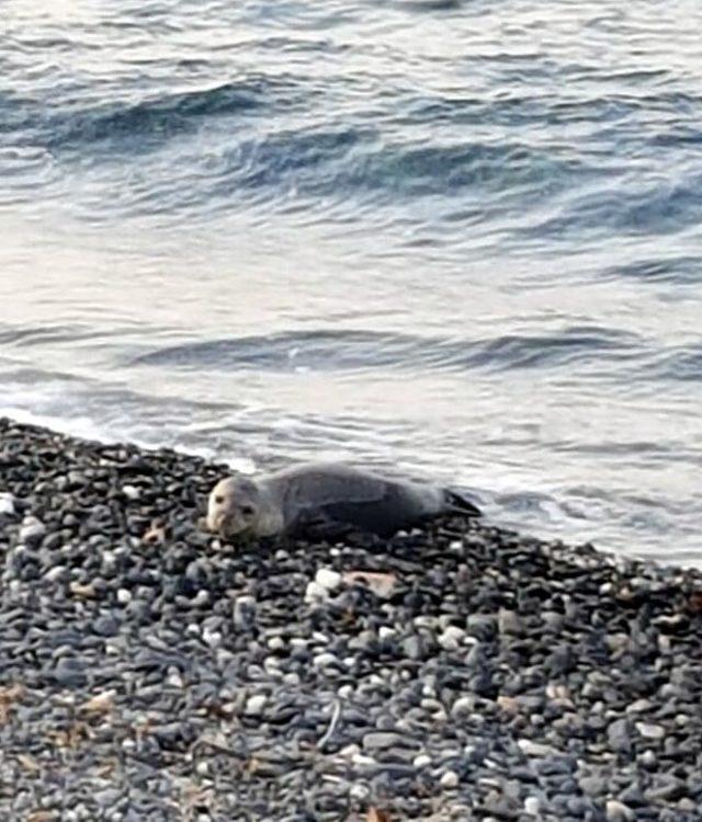 Kıyıya vuran yaralı Akdeniz fokunun tedavi edilmesini istediler