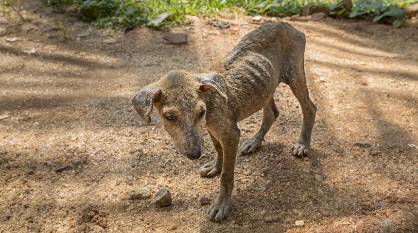 100’den fazla köpeğini aç ve susuz bırakan kadına hapis