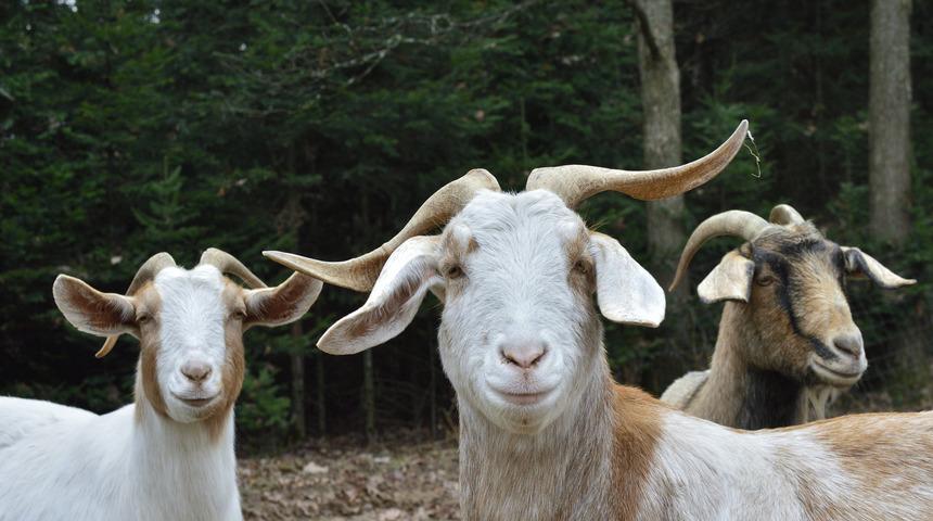 İnanılmaz olay! Keçiler gözaltına alındı