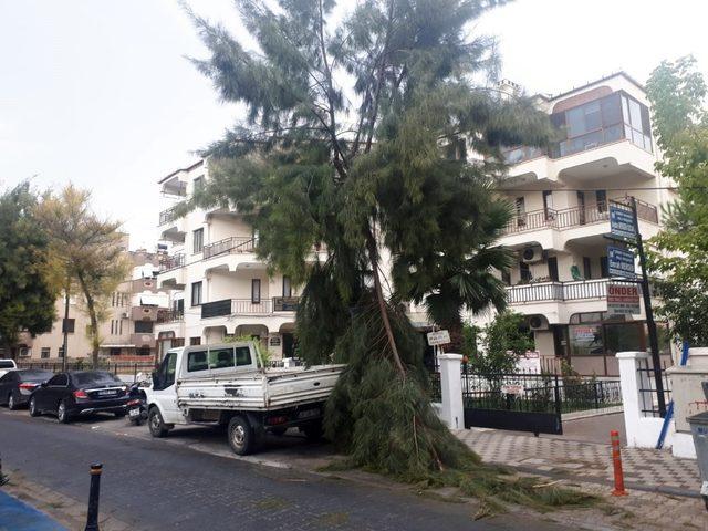 Milas’ta, rüzgarın etkisiyle bir çam ağacının dalı kırıldı