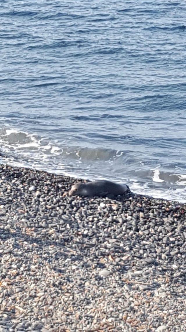 Kıyıya vuran yaralı Akdeniz fokunun tedavi edilmesini istediler (2)