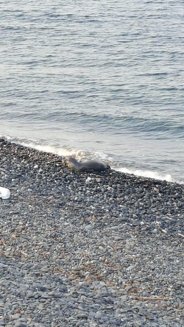 Kıyıya vuran yaralı Akdeniz fokunun tedavi edilmesini istediler (2)