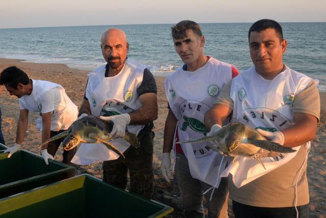 Tedavi edilen caretta carettalar, yeniden denizle buluştu