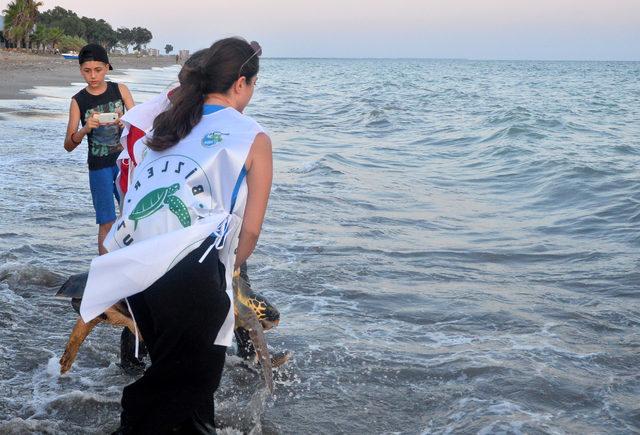 Tedavi edilen caretta carettalar, yeniden denizle buluştu