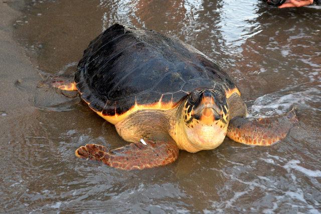 Tedavi edilen caretta carettalar, yeniden denizle buluştu