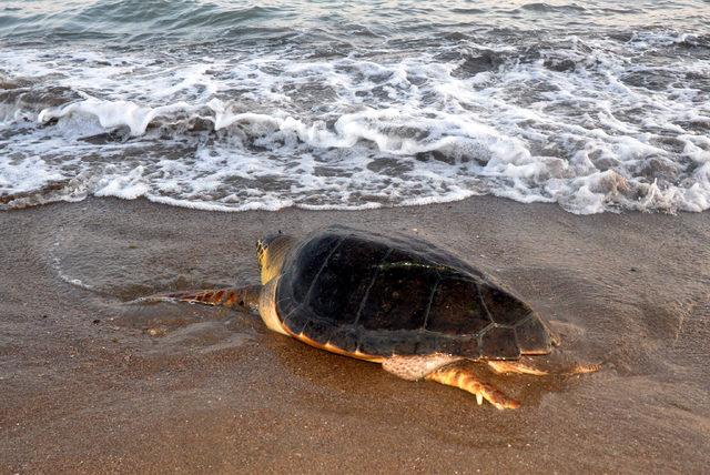 Tedavi edilen caretta carettalar, yeniden denizle buluştu