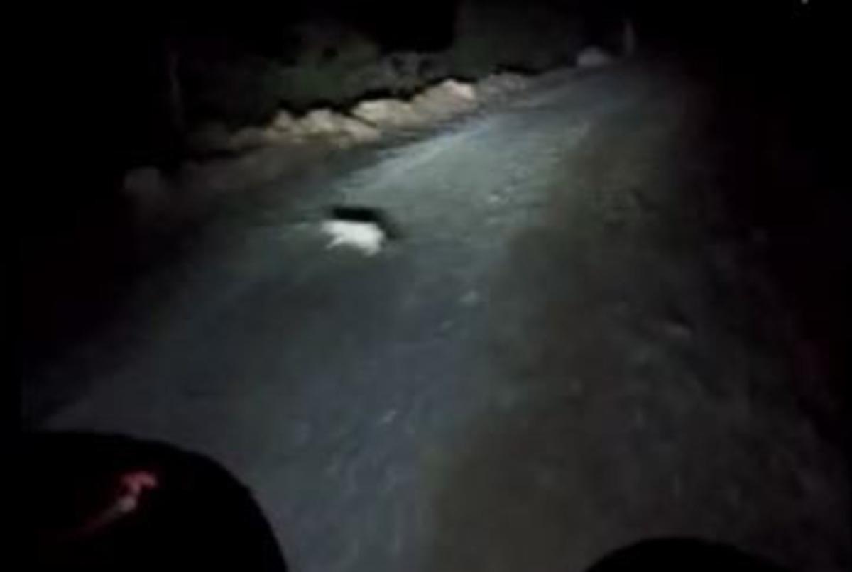 Artvin'de g&ouml;r&uuml;nt&uuml;lendi! Şehre inen domuzlar motosiklete &ccedil;arptı