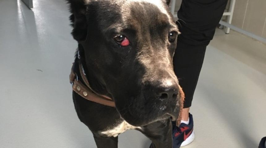 Yaralı k&ouml;pek g&ouml;z&uuml;nden ameliyat edildi