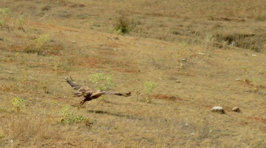 Bayburt&rsquo;ta kızıl şahin doğaya salındı