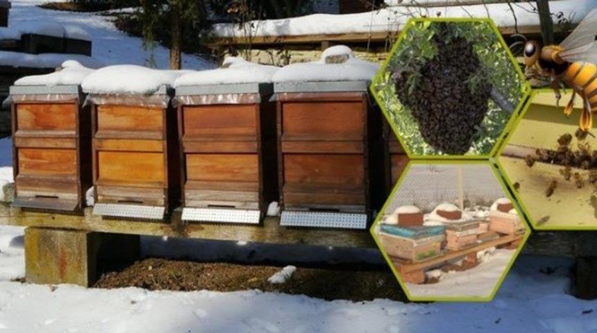 Bal hasadından hemen sonra arılara kış bakımı yapılmalı