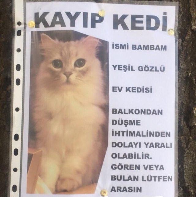 Dördüncü kattan düşerek kaybolan kedisini arıyor