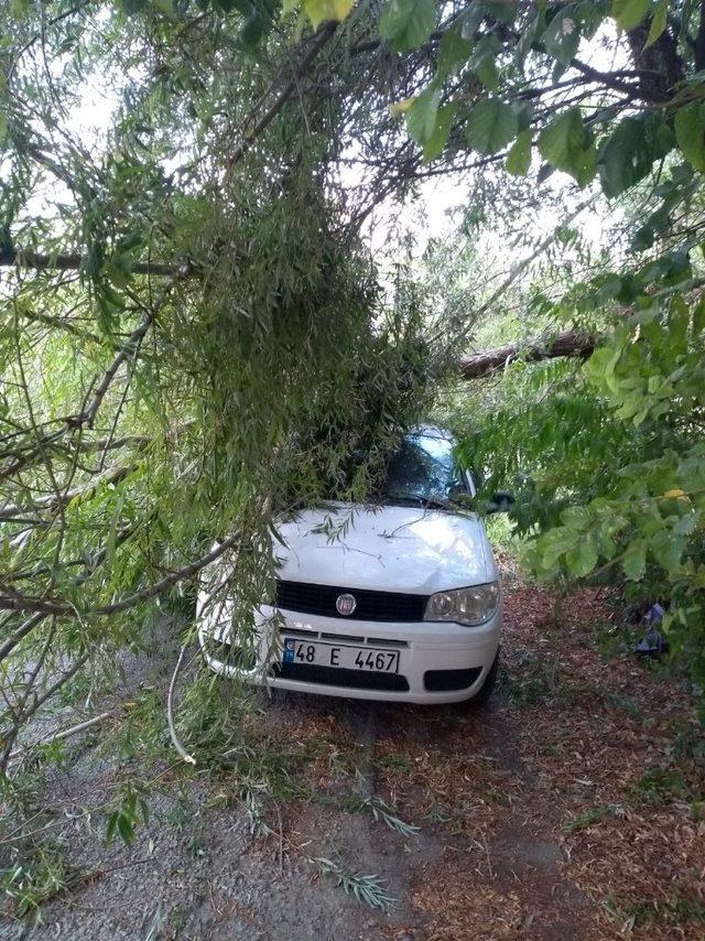 Ağaç dalları devrildi, otomobiller hasar gördü