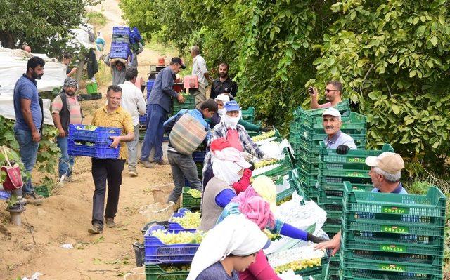 Üzüm bağına giren Başkan Öküzcüoğlu, işçilerle birlikte çalıştı