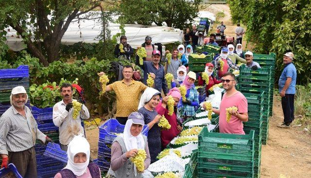 Üzüm bağına giren Başkan Öküzcüoğlu, işçilerle birlikte çalıştı