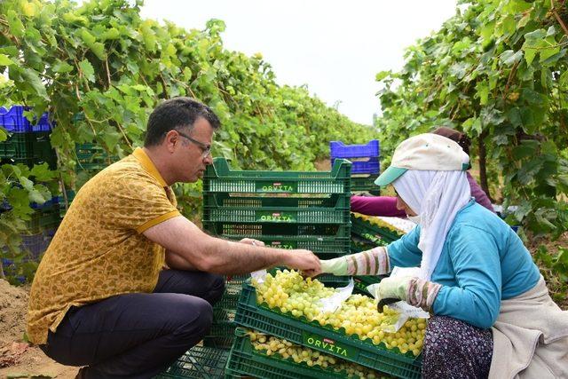 Üzüm bağına giren Başkan Öküzcüoğlu, işçilerle birlikte çalıştı