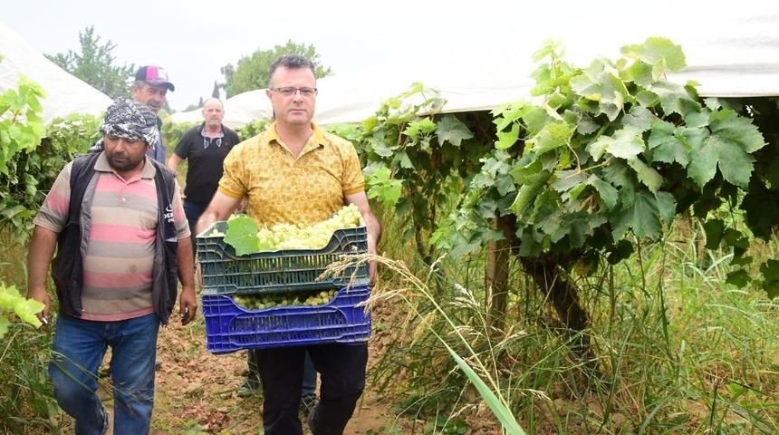 Üzüm bağına giren Başkan Öküzcüoğlu, işçilerle birlikte çalıştı