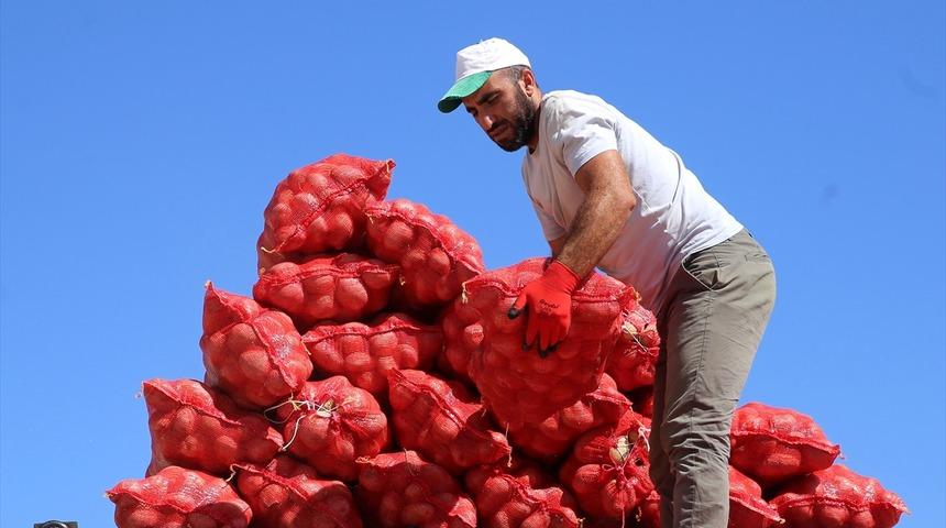 Üretim artınca patatesin fiyatı düştü
