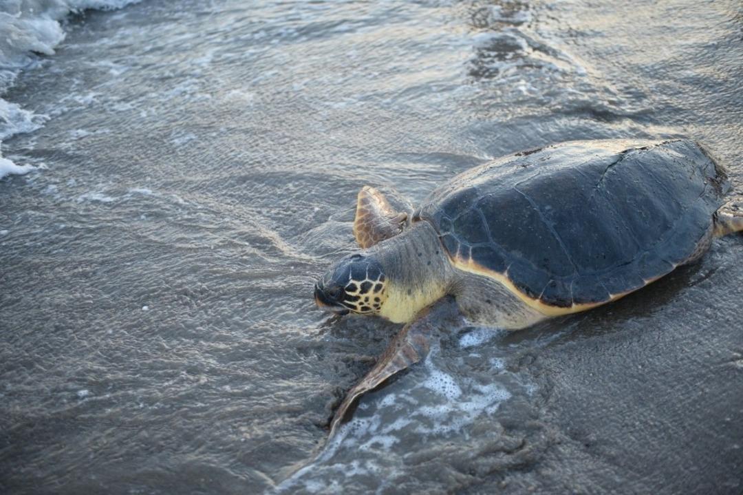 Yaraları tedavi edildi, denize kavuştular