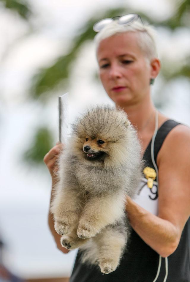 Irk köpekler, Antalya'da yarışıyor