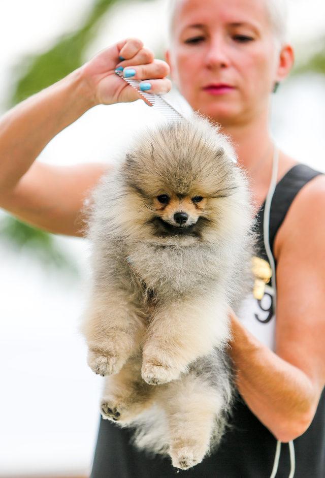 Irk köpekler, Antalya'da yarışıyor