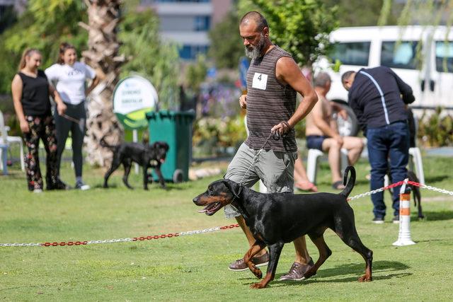 Irk köpekler, Antalya'da yarışıyor