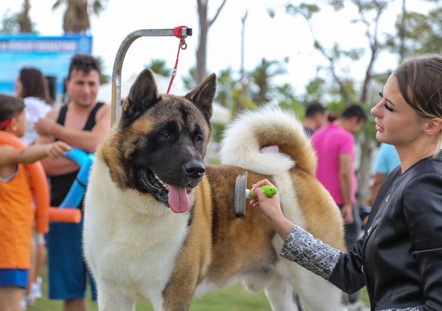 Irk köpekler, Antalya'da yarışıyor