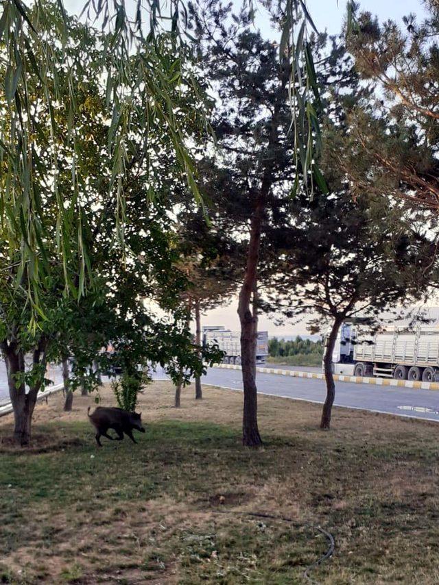 Erciş merkezine yaban domuzları indi