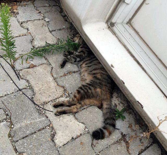 &Ccedil;al da 28 sokak kedisi zehirlendi 1