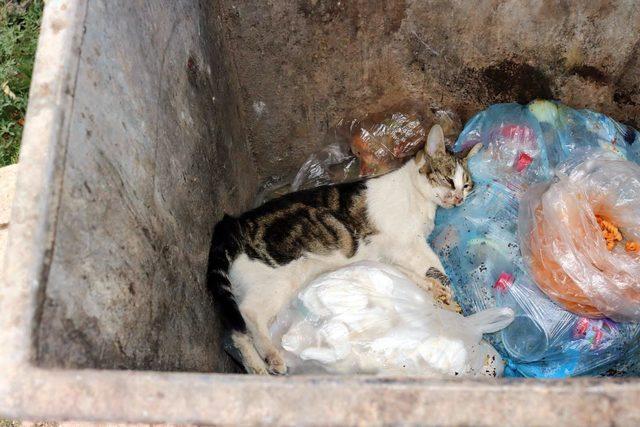 &Ccedil;al da 28 sokak kedisi zehirlendi 2