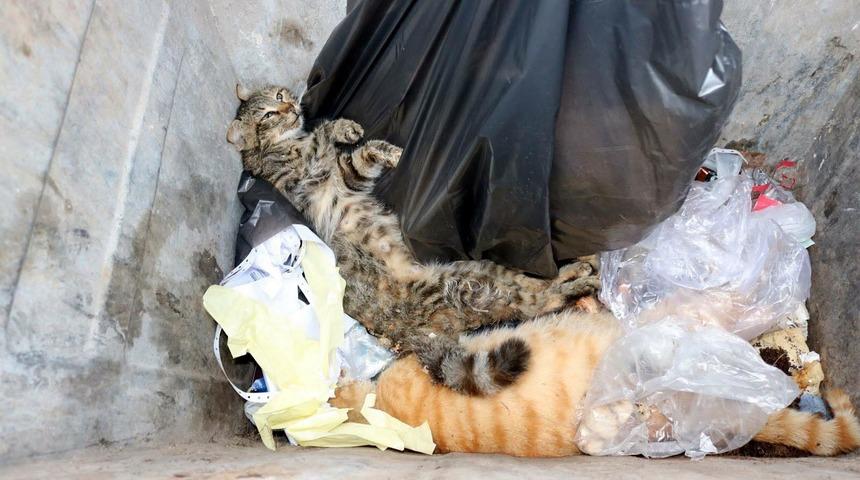 &Ccedil;al'da 28 sokak kedisi zehirlendi
