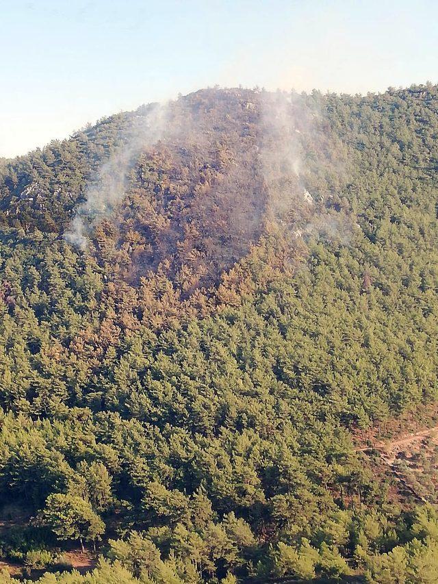 Milas'ta orman yangını (2)