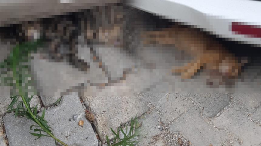 Kedilerin zehirlenerek telef edildiği iddiası