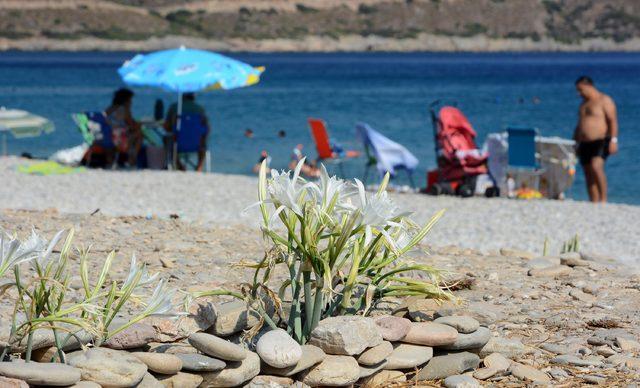 Datça'da kum zambakları yine açtı