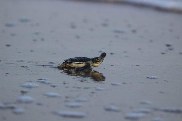 Caretta yavruları denize kavuşma yolculuğunda