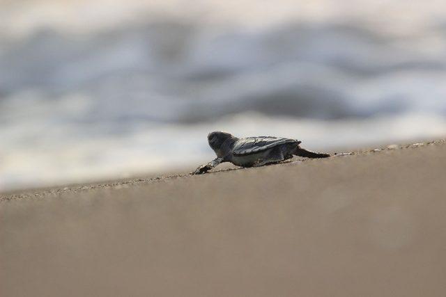 Caretta yavruları denize kavuşma yolculuğunda