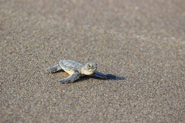 Caretta yavruları denize kavuşma yolculuğunda