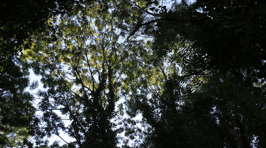 Sadece bilim insanlarının girebildiği orman, projeyle gezilecek