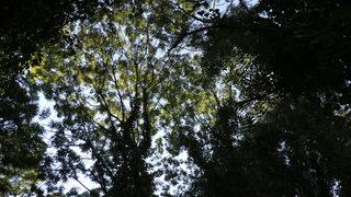 Sadece bilim insanlarının girebildiği orman, projeyle gezilecek