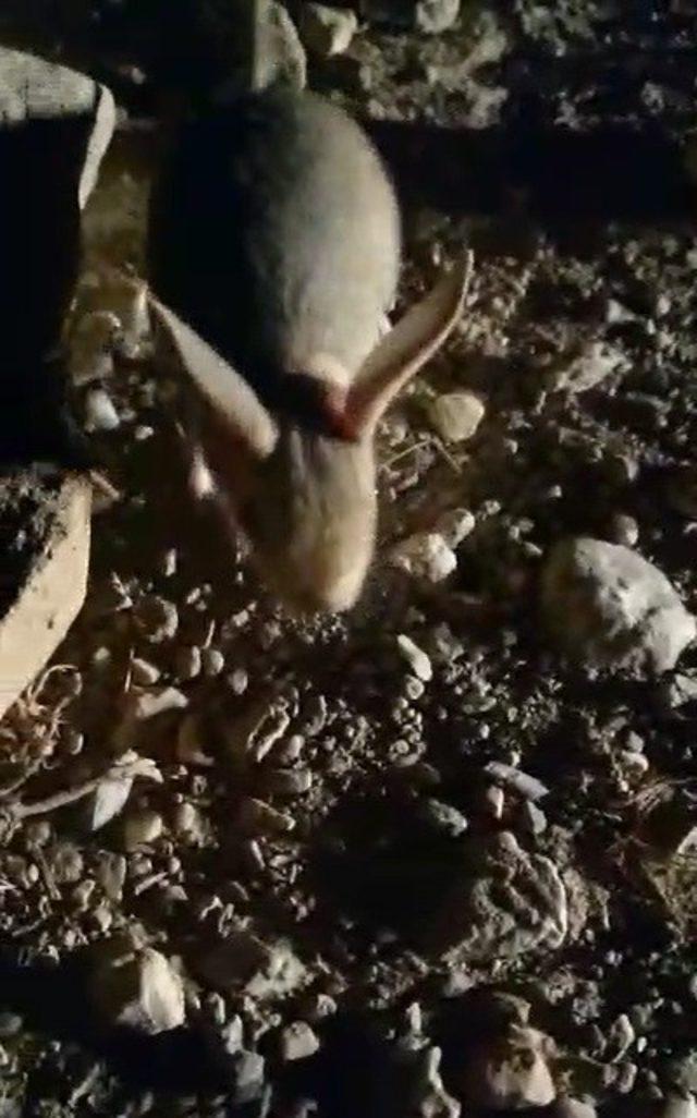 Erzincan’da kanguru faresine benzeyen Arap tavşanı görüntülendi